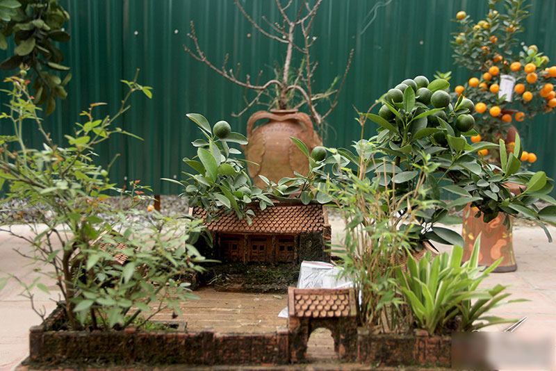 Cây quất độc nhất được ngã giá trăm triệu chưa bán